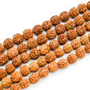 Rudraksha Round 12mm
